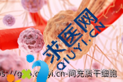 间充质干细胞