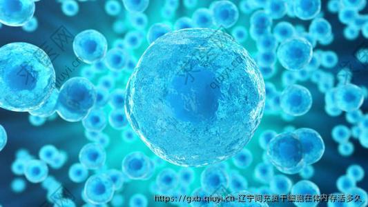 辽宁间充质干细胞在体内存活多久
