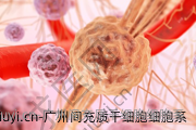 广州间充质干细胞细胞系