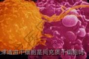 天津造血干细胞是间充质干细胞吗