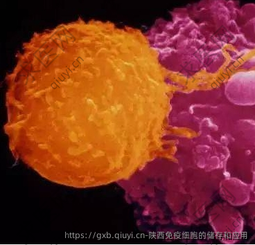 陕西免疫细胞的储存和应用