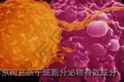 南京间充质干细胞分泌物有效成分