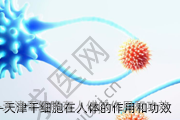 天津干细胞在人体的作用和功效