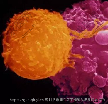 深圳脐带间充质干细胞作用是怎么样的