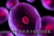 辽宁间充质干细胞细胞系