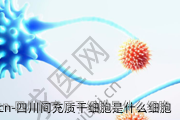 四川间充质干细胞是什么细胞