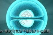重庆间充质干细胞是什么细胞