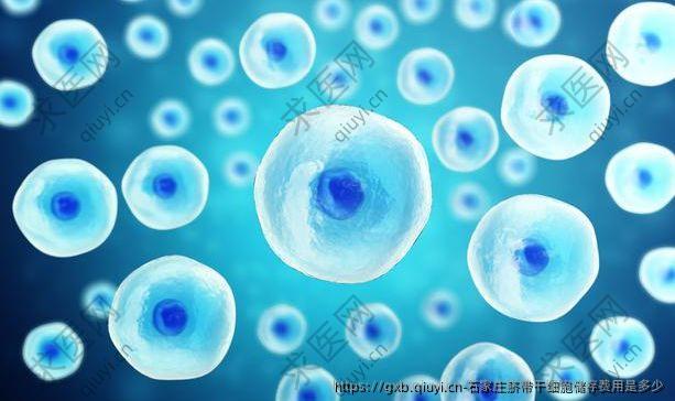 石家庄脐带干细胞储存费用是多少