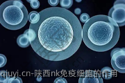 陕西nk免疫细胞的作用