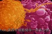 陕西干细胞储存一年多少钱