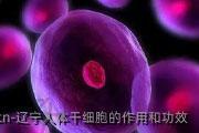 辽宁人体干细胞的作用和功效