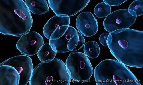 天津打干细胞对身体有什么好处和坏处
