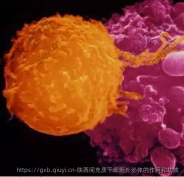陕西间充质干细胞外泌体的作用和功效