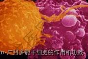 广州多能干细胞的作用和功效