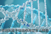天津脐带间充质干细胞作用是怎么样的
