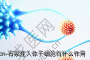 石家庄人体干细胞有什么作用