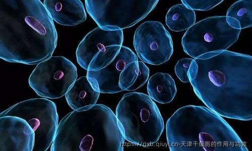 天津干细胞的作用与功效