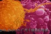 广州干细胞价格表