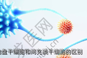 辽宁胎盘干细胞和间充质干细胞的区别