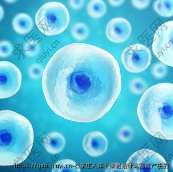 石家庄人体干细胞是什么器官产生的