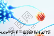 杭州打干细胞是指什么作用