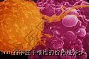 石家庄干细胞的价格是多少