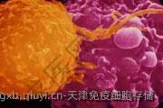 天津免疫细胞存储