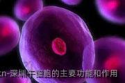 深圳干细胞的主要功能和作用