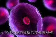 深圳干细胞移植治疗脊髓损伤