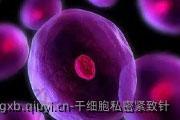 干细胞私密紧致针