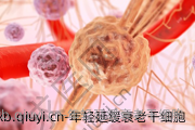 年轻延缓衰老干细胞