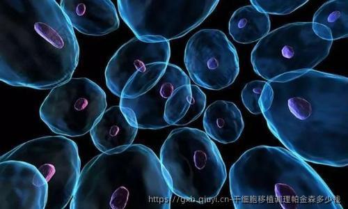 干细胞移植调理帕金森多少钱