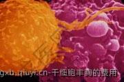 干细胞丰胸的费用