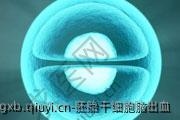 胚胎干细胞脑出血