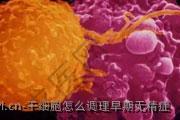 干细胞怎么调理早期无精症