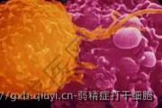 弱精症打干细胞