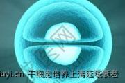 干细胞培养上清延缓衰老