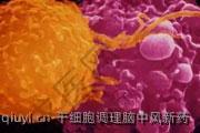 干细胞调理脑中风新药